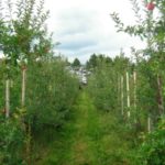 apples-montreal-restaurants-cafe-sardine