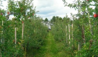 apples-montreal-restaurants-cafe-sardine