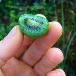 kiwi-perennial-permaculture