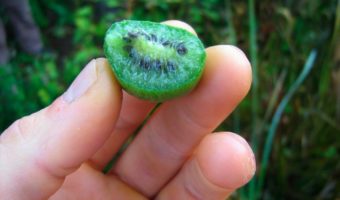 kiwi-perennial-permaculture