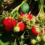 strawberry-bushes