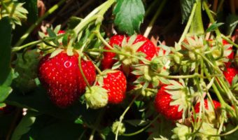 strawberry-bushes