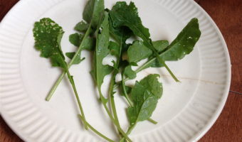 Arugula