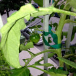 tomato-balcony-my-first-tomato