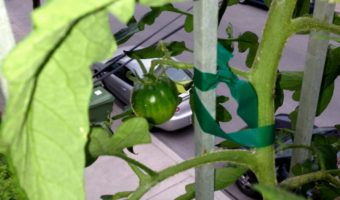 tomato-balcony-my-first-tomato