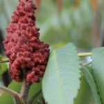 sumac