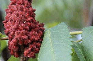 sumac