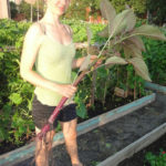 me in community garden with indian drumstick