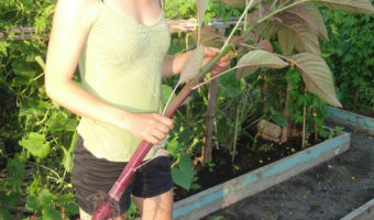 me in community garden with indian drumstick