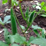 garden-okra-2014