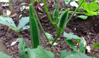 garden-okra-2014