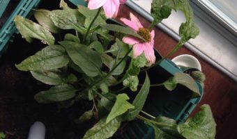 garden-echinacea