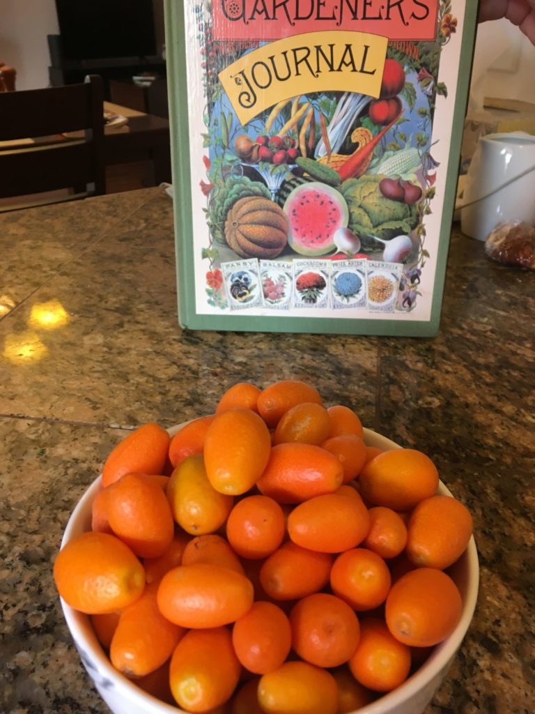 kumquat-foraging-tucson-arizona