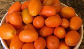 kumquat-foraging-tucson-arizona