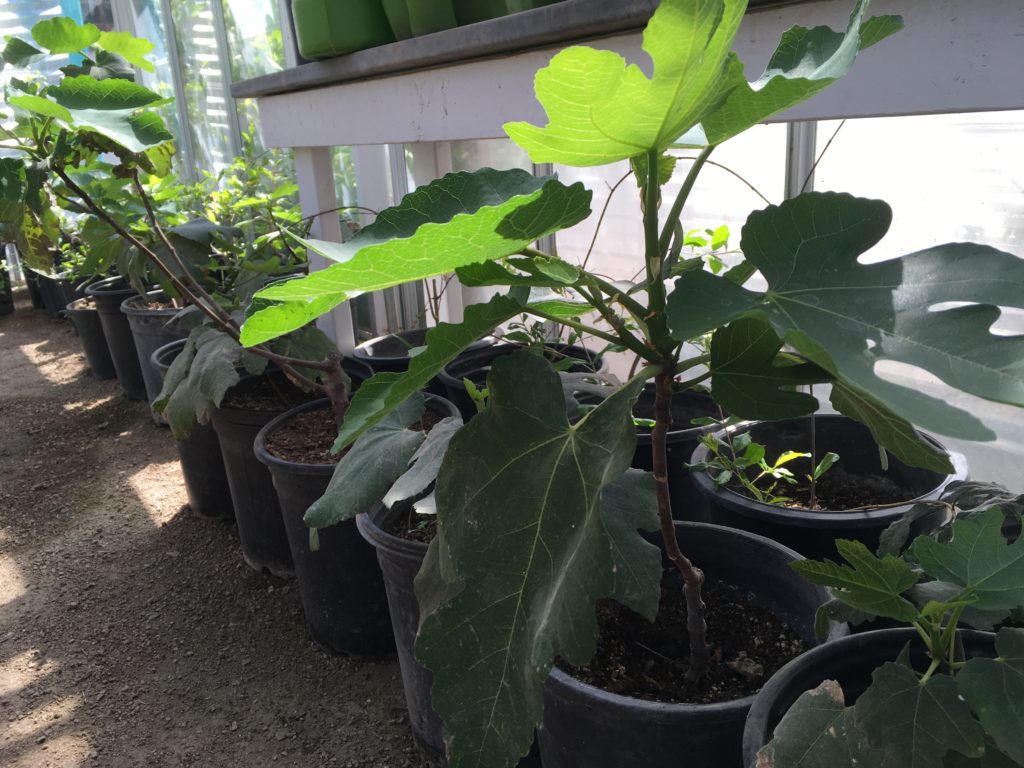 fig-tree at manzo-elementary-escuela-ecology-school-garden-tucson