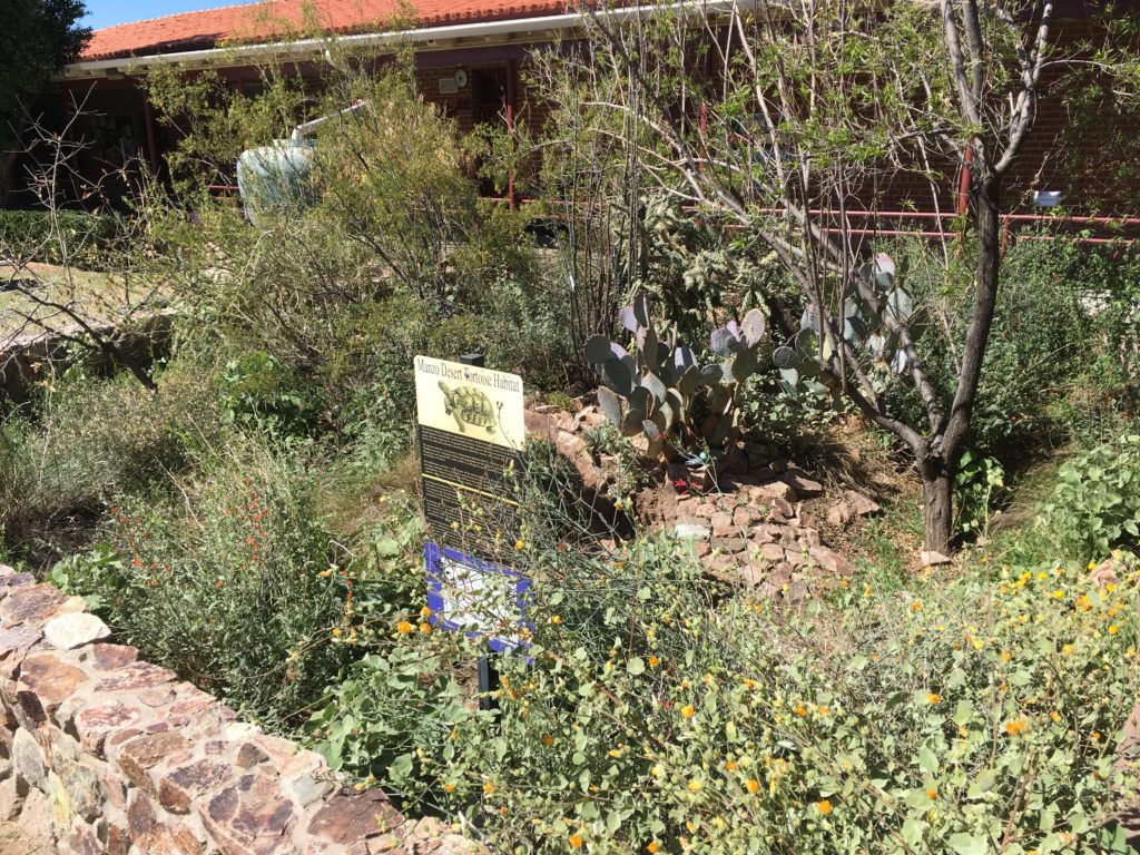 manzo-elementary-escuela-ecology-school-garden-tucson