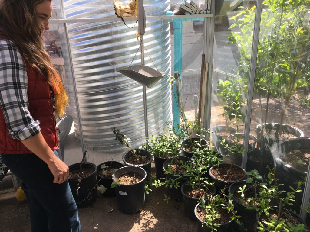 greenhouse at manzo-elementary-escuela-ecology-school-garden-tucson