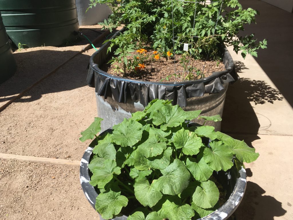 manzo-elementary-escuela-ecology-school-garden-tucson