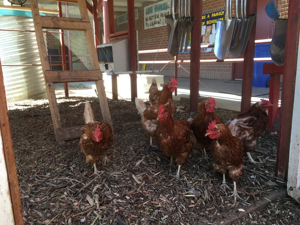 chickens-manzo-elementary-escuela-ecology-school-garden-tucson