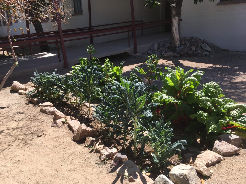 manzo-elementary-escuela-ecology-school-garden-tucson