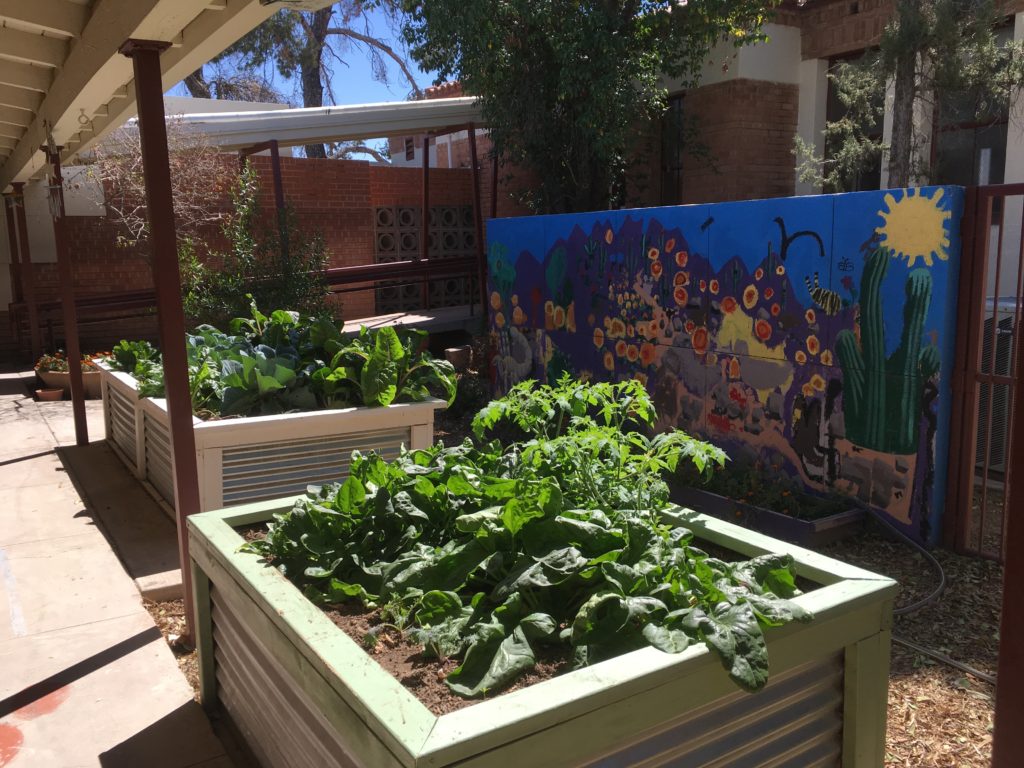 manzo-elementary-escuela-ecology-school-garden-tucson