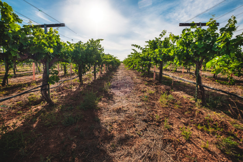 The Vinyard-sand-reckoner-photo-credit-Julius Schlosburg