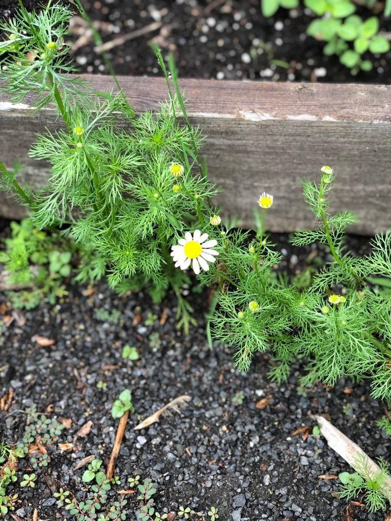 garden-2019-chamomile