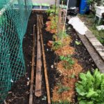 Community-garden-2020-covid-year-montreal