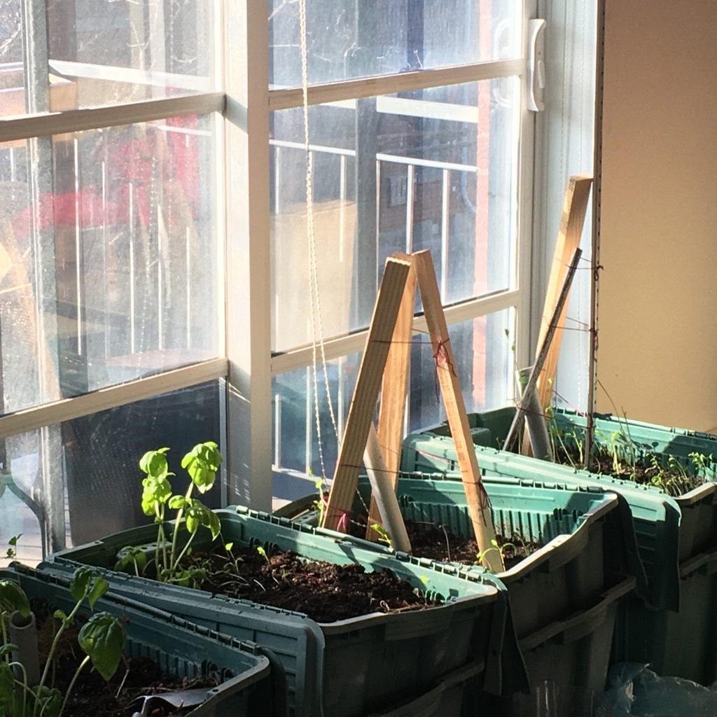 self-watering-containers-peas-Community-garden-2020-covid-year-montreal