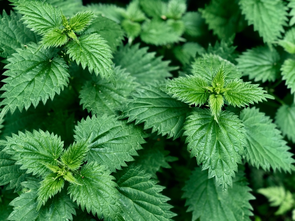 stinging-nettle