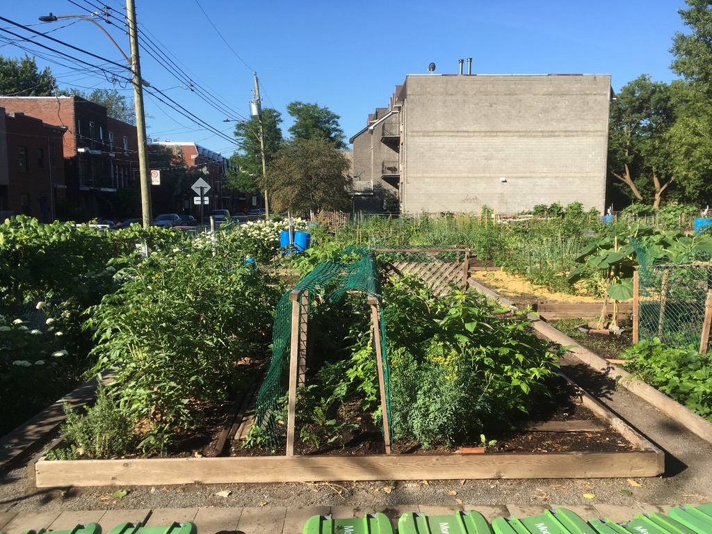 garden-salad-tomatoes-2020