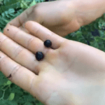 Black chickpeas