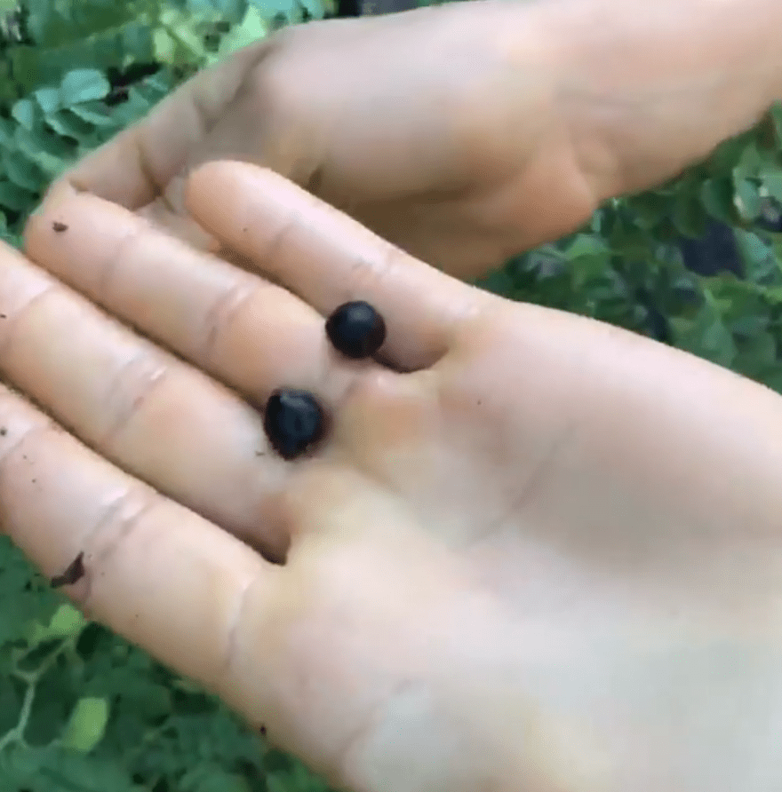 Black chickpeas