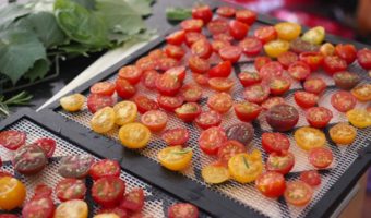 dehydrated-cherry-tomatoes-sundried-tomatoes-in-a-dehydrator