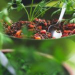 close-up of bowl of quinoa and lentil salad in field of greens