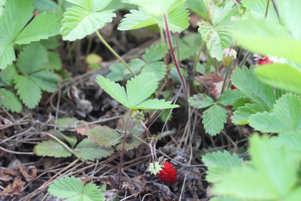 Thirsty Fraises des bois Plants growing on SAT rooftop garden beds