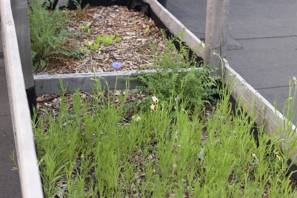 Plants growing on SAT rooftop garden beds