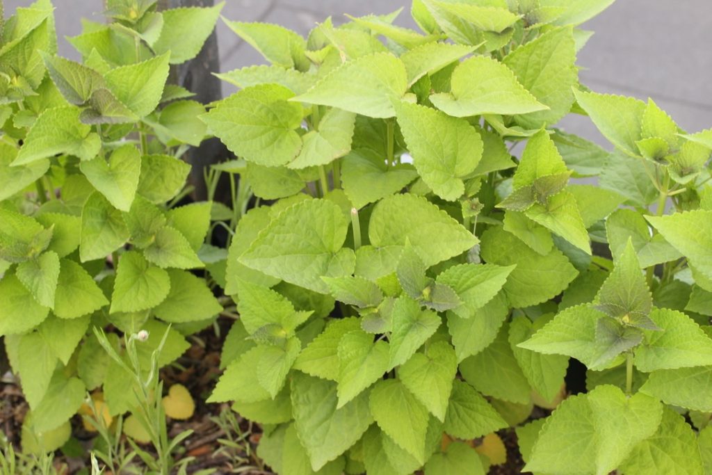 Anise hyssop growing on SAT rooftop garden beds