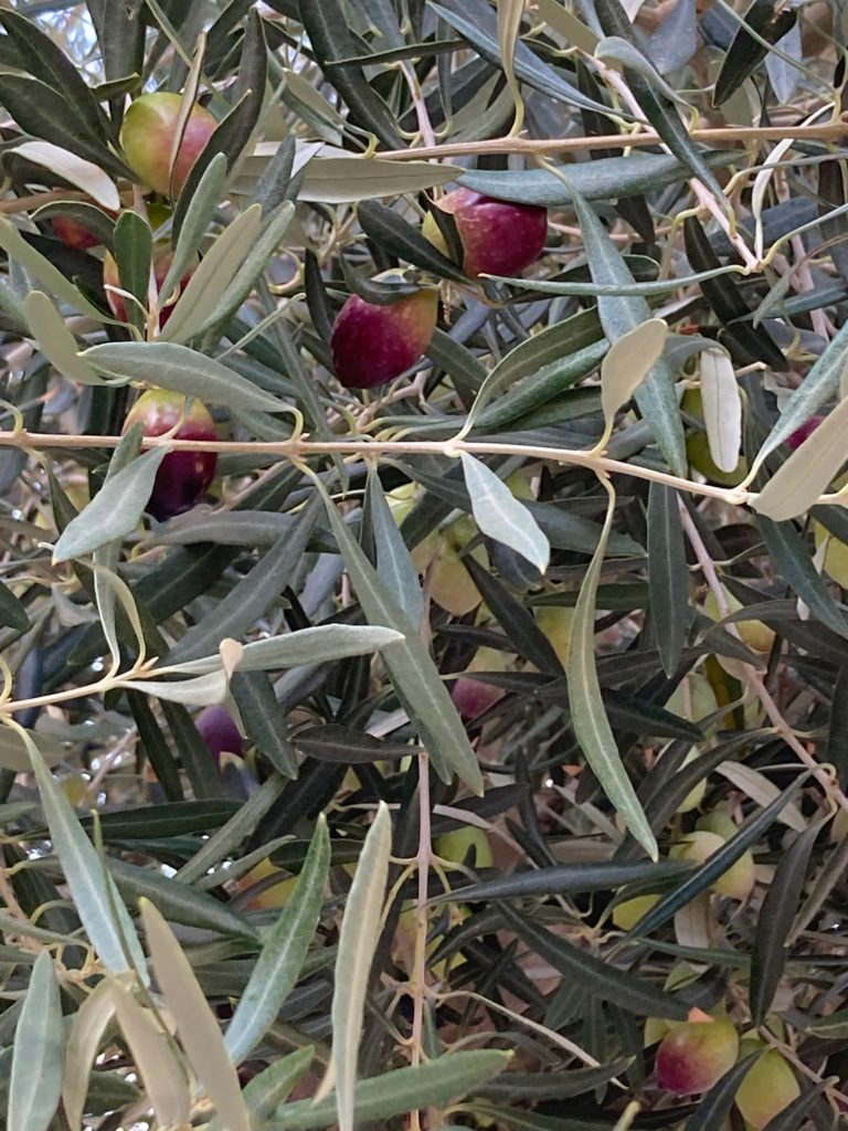 olive-tree-2