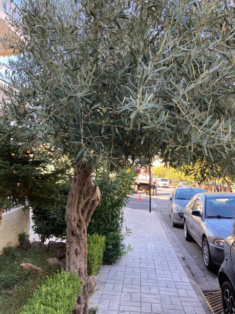 olive-treee-1