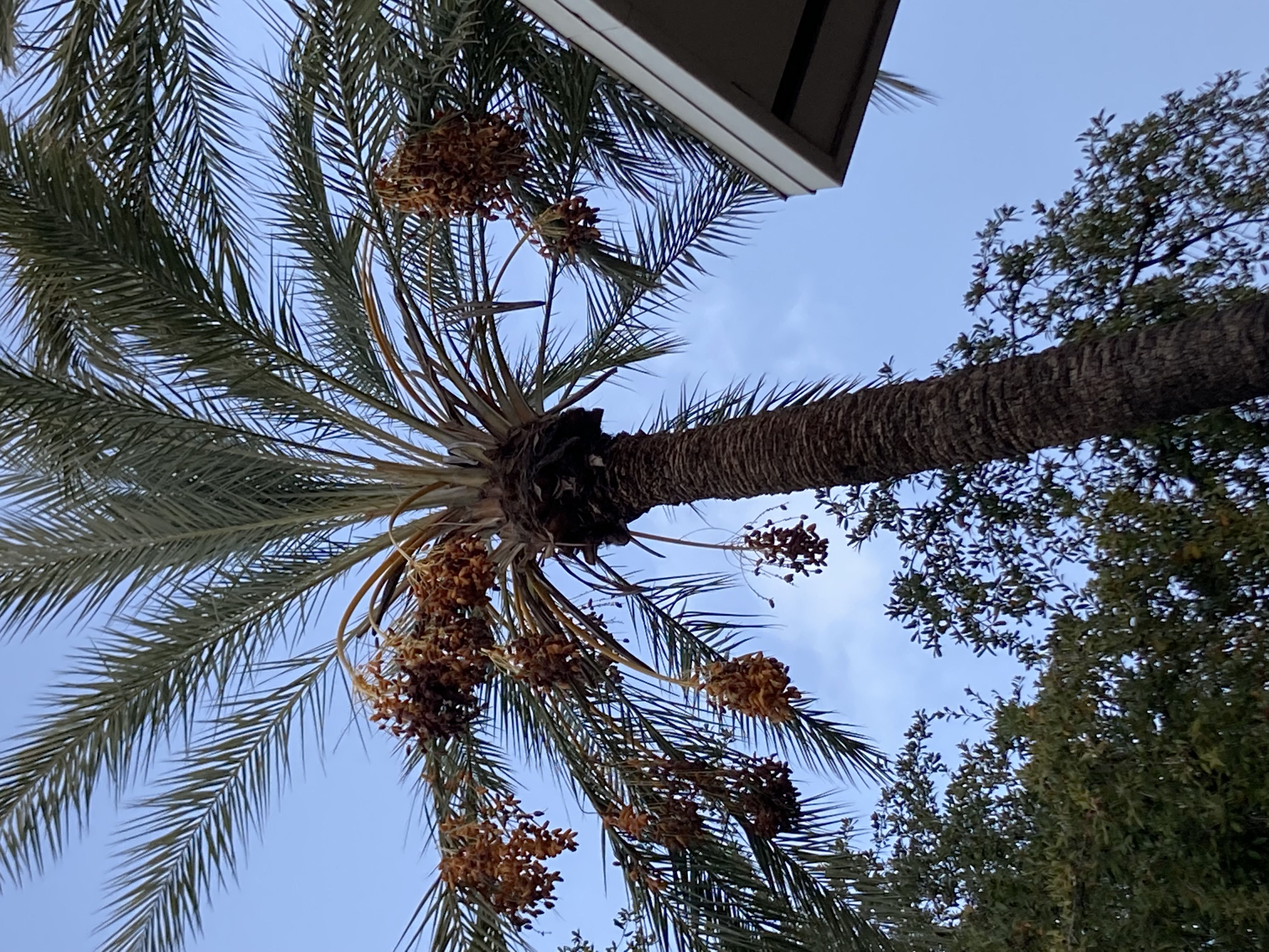 How to harvest date palm trees in Tucson Hamidi dates