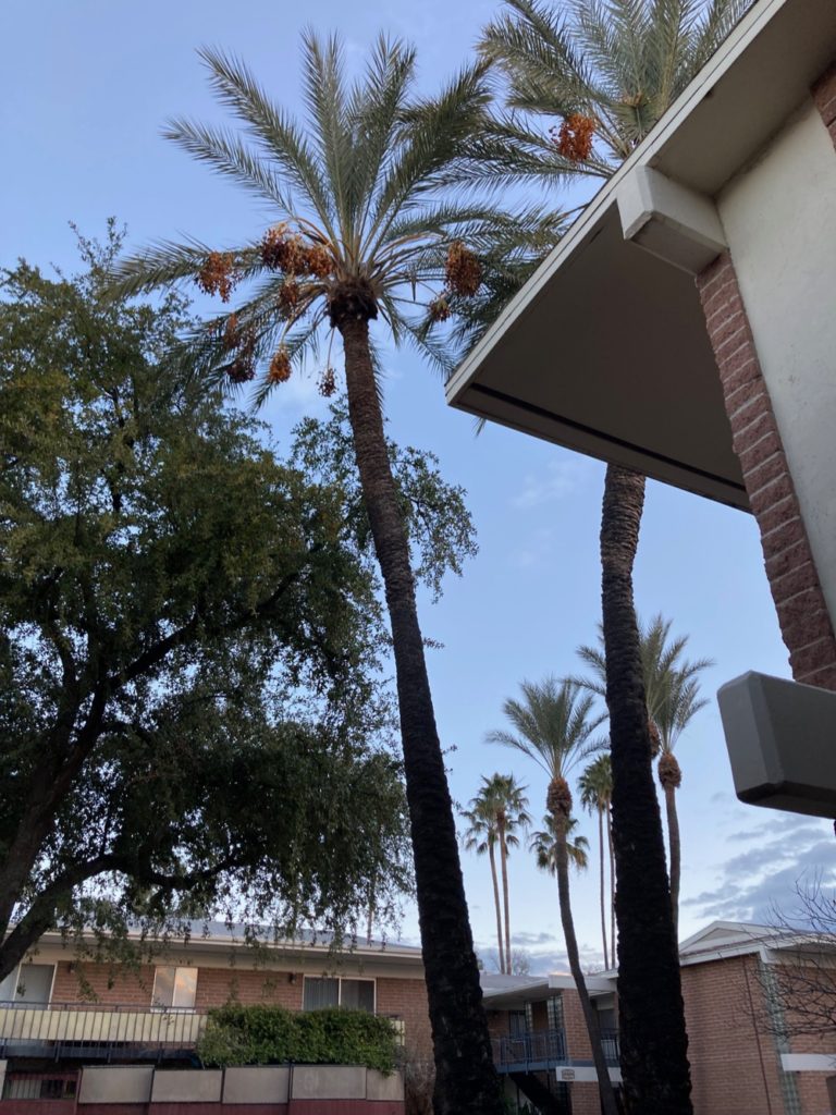 date-palms-tucson-can-you-eat-them