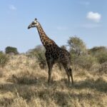 Kruger safari giraffe