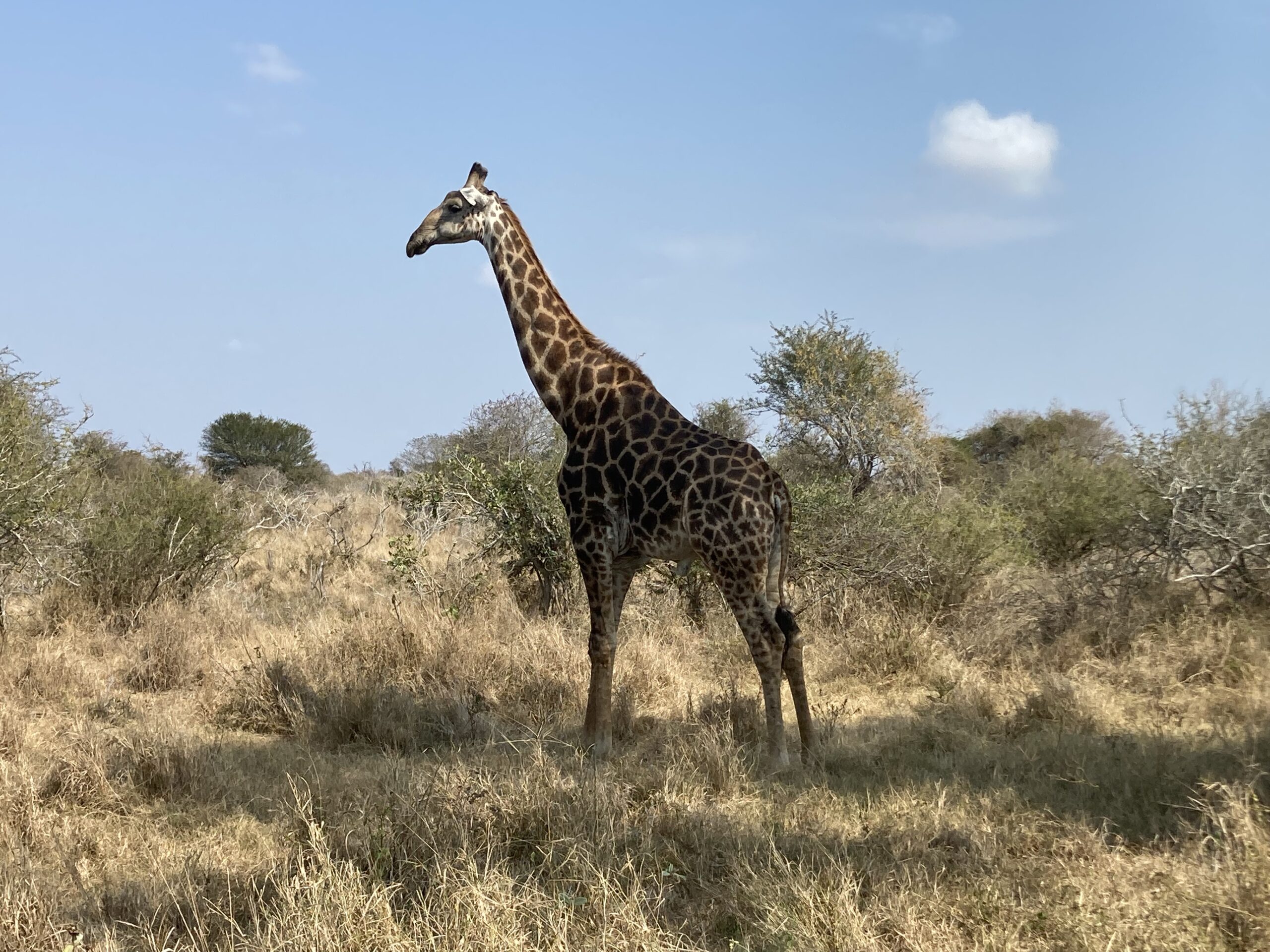 Kruger safari giraffe